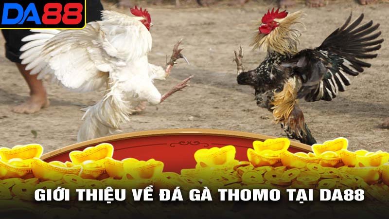 Giới thiêu về đá gà thomo tại da88