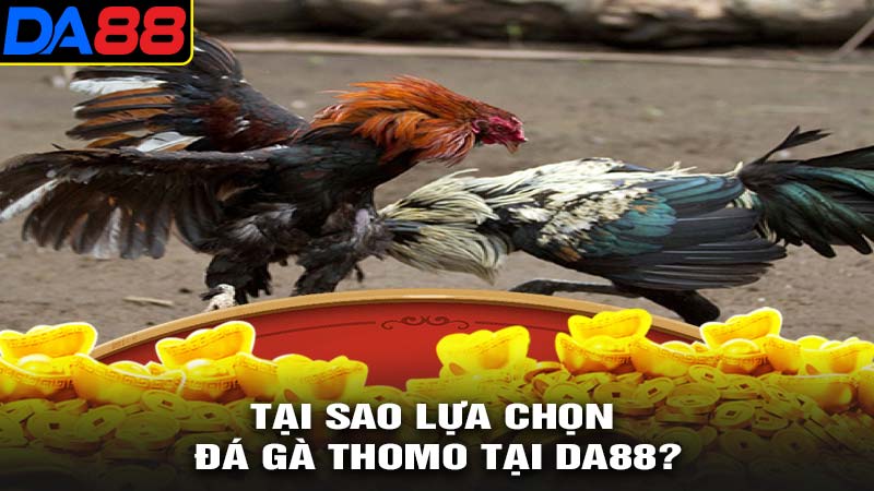 Tại sao nên lựa chọn chơi đá gà thomo tại da88